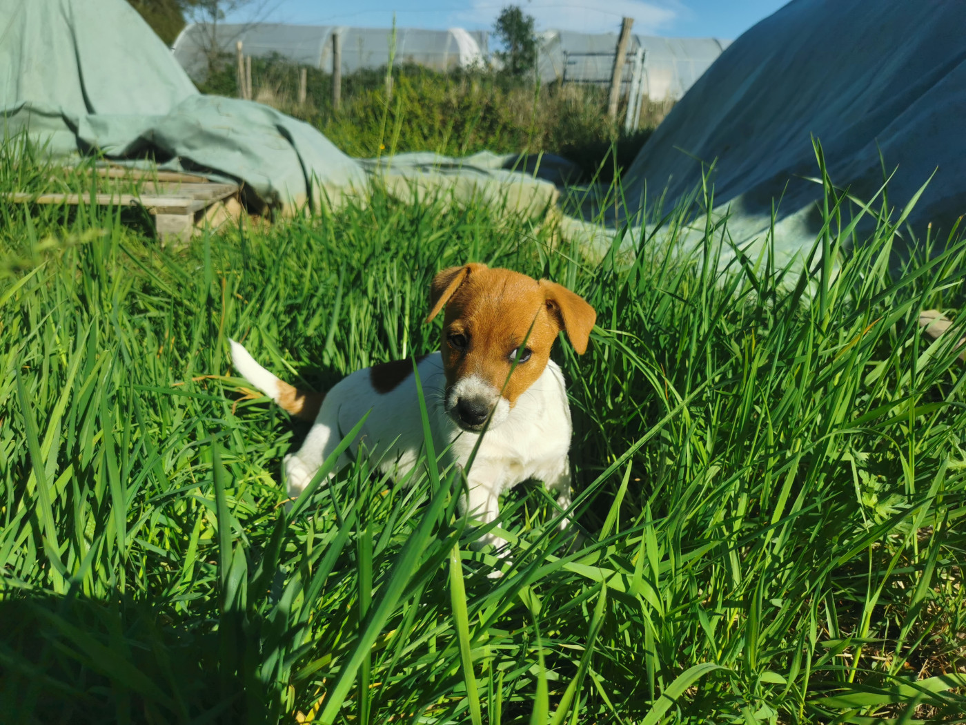 Juna Et Compagnie - Chiots disponibles - Jack Russell Terrier