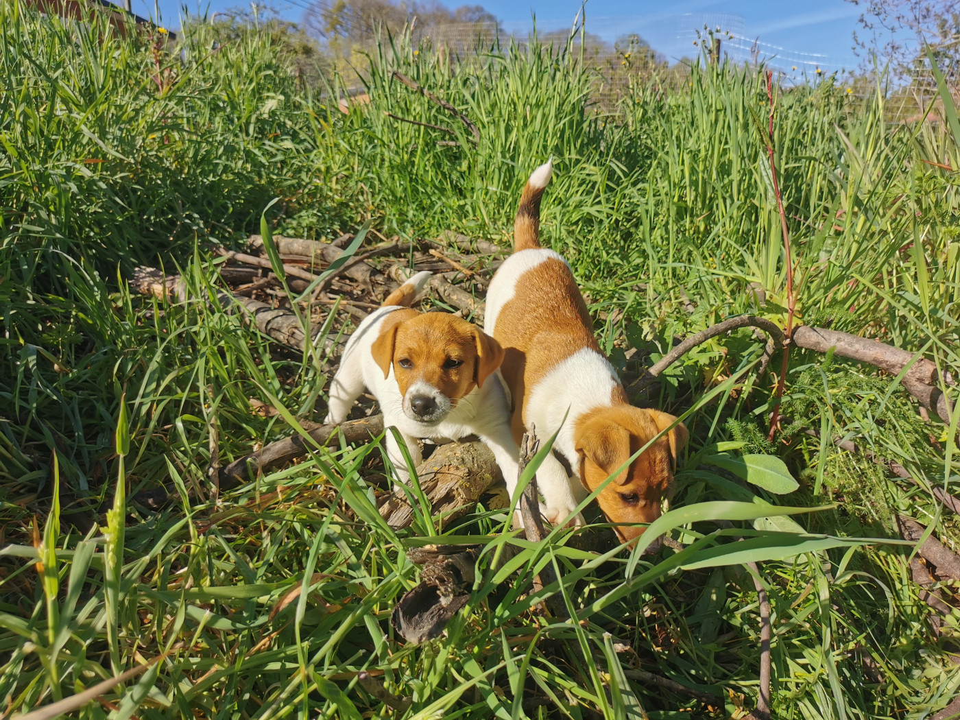 Chiot Jack Russell Terrier Juna Et Compagnie