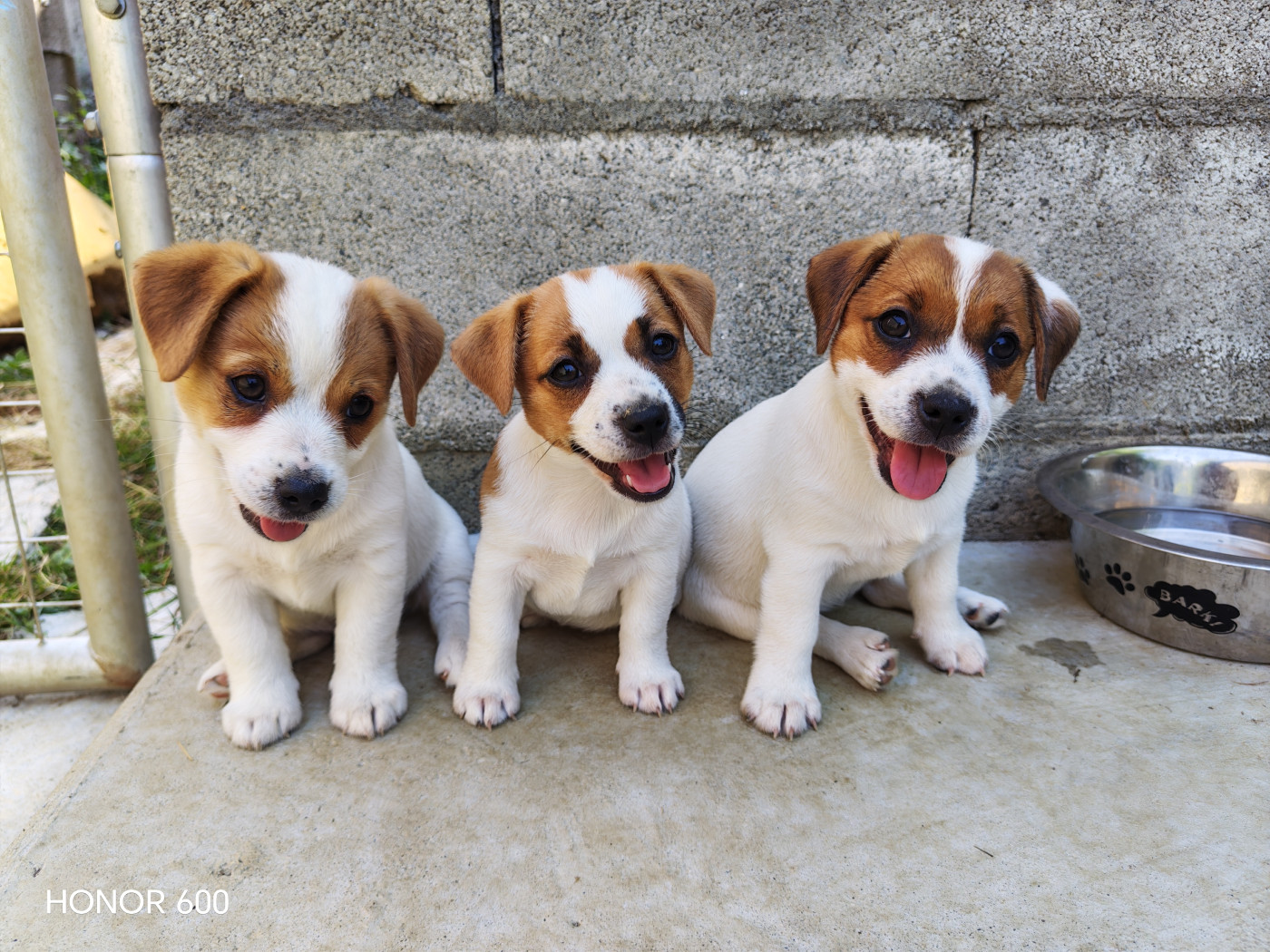 Juna Et Compagnie - Jack Russell Terrier - Portée née le 12/06/2026