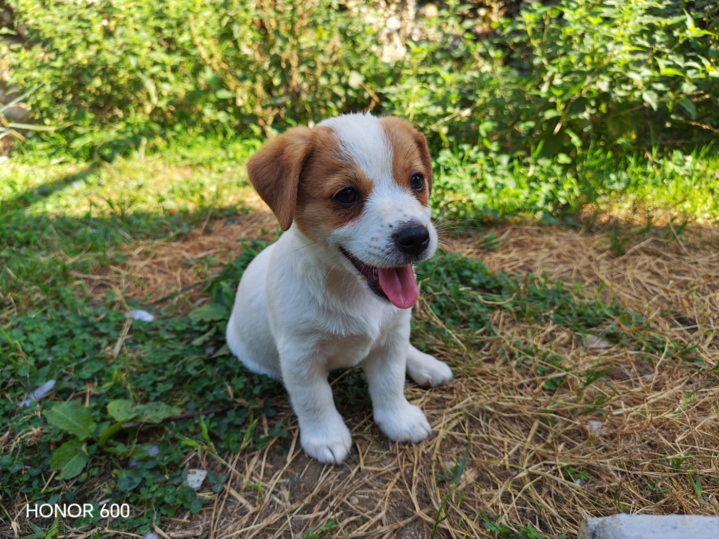 Juna Et Compagnie - Chiots disponibles - Jack Russell Terrier