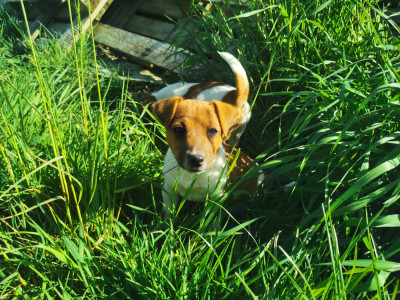 Bella